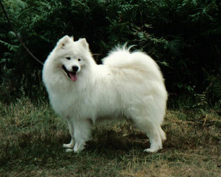 CH Annecys Classic Charm of Archduke 