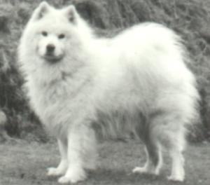 Ch. Annecy's Paul of the Tundras