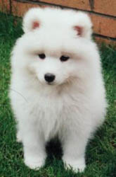 Samoyed Puppies