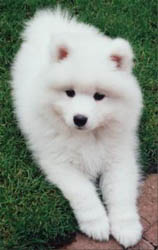 Samoyed Puppies
