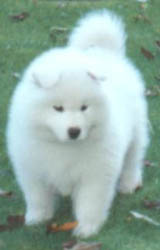Samoyed Puppies