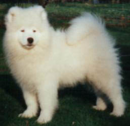 Samoyed Puppies