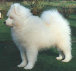 Samoyed Puppies