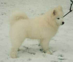 Samoyed Puppies
