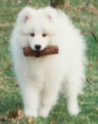 Samoyed Puppies