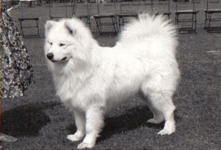 CH Raffs Diamond of Kobe 