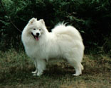 CH Annecys Classic Charm of Archduke 