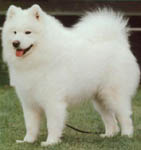 Samoyed