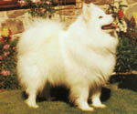 Ch. Annecy's Magic Lady