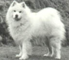 Ch. Annecy's Paul of the Tundras