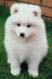 Samoyed Puppies