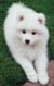 Samoyed Puppies