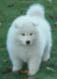 Samoyed Puppies