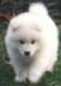 Samoyed Puppies
