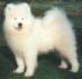 Samoyed Puppies