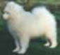 Samoyed Puppies