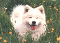 Samoyed