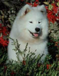 Samoyed